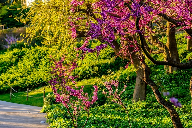 Blossoming Peach Tree at Montjuic in Spring Day