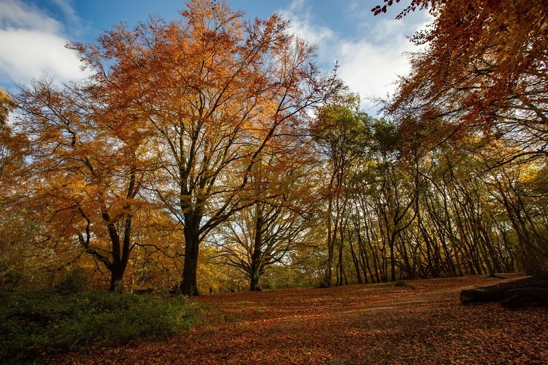 Autumn Colours on Hampstead Heath