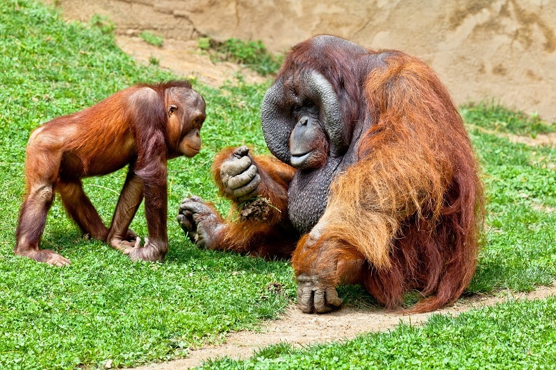 Orangutan of Borneo