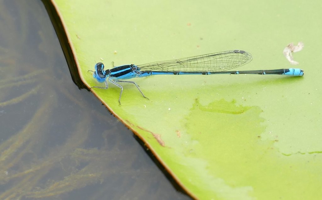 Sailing Bluet (Azuragrion nigridorsum) male,  	Botanic Gardens, Durban