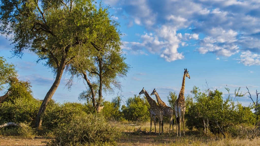 Giraffe at dawn in Kruger park South Africa