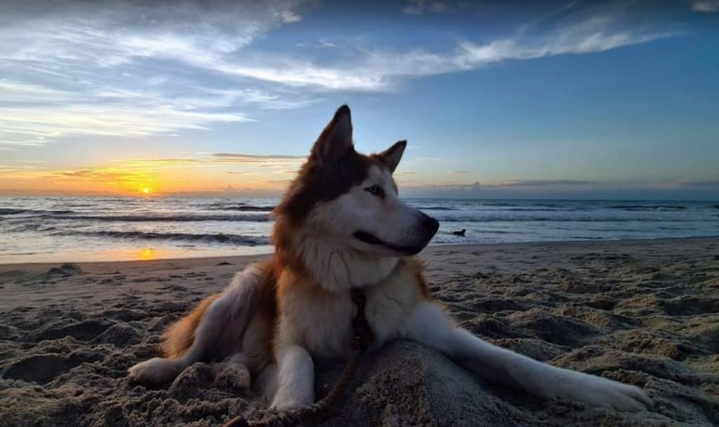 Canova Dog Beach