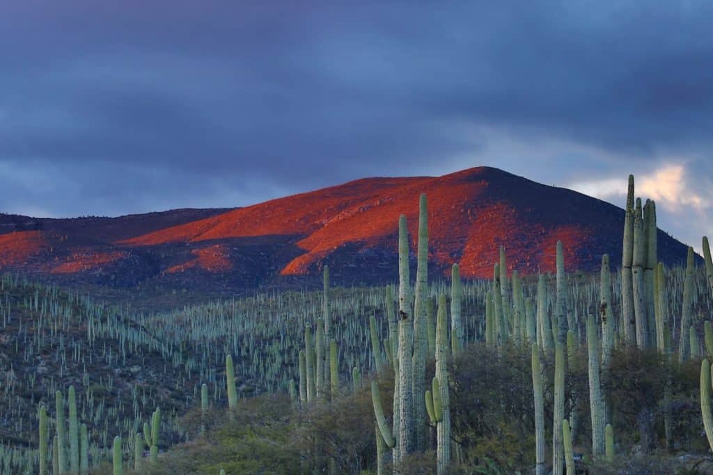 mountain peak during daytime in zapotitlan salinas Botanical Garden, Mexico